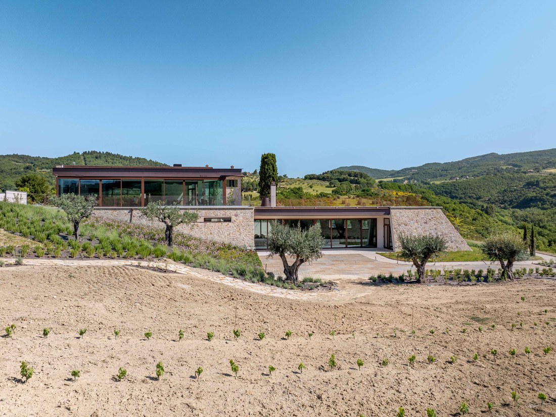 New vineyard climbing towards the buildings