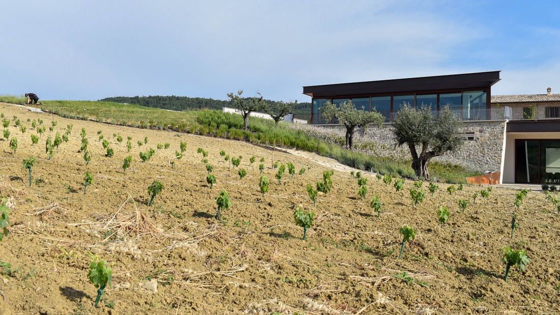 The pavilion above the new vineyard
